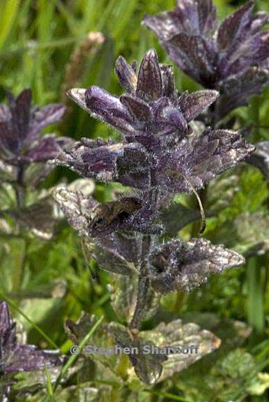 bartsia alpina 2 graphic